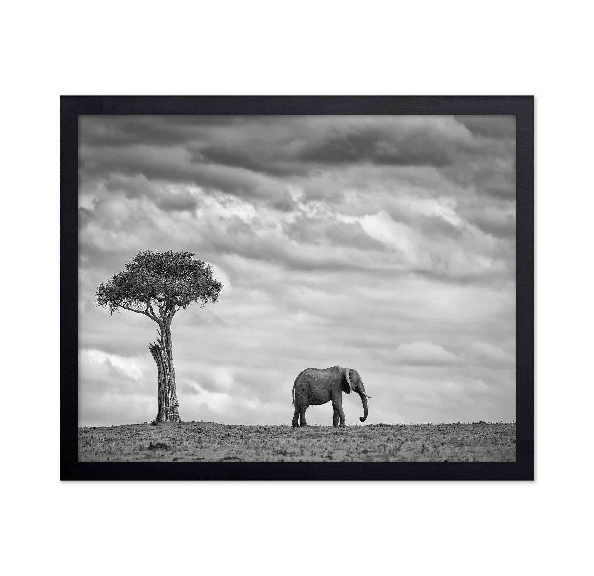 Lone Elephant Plains