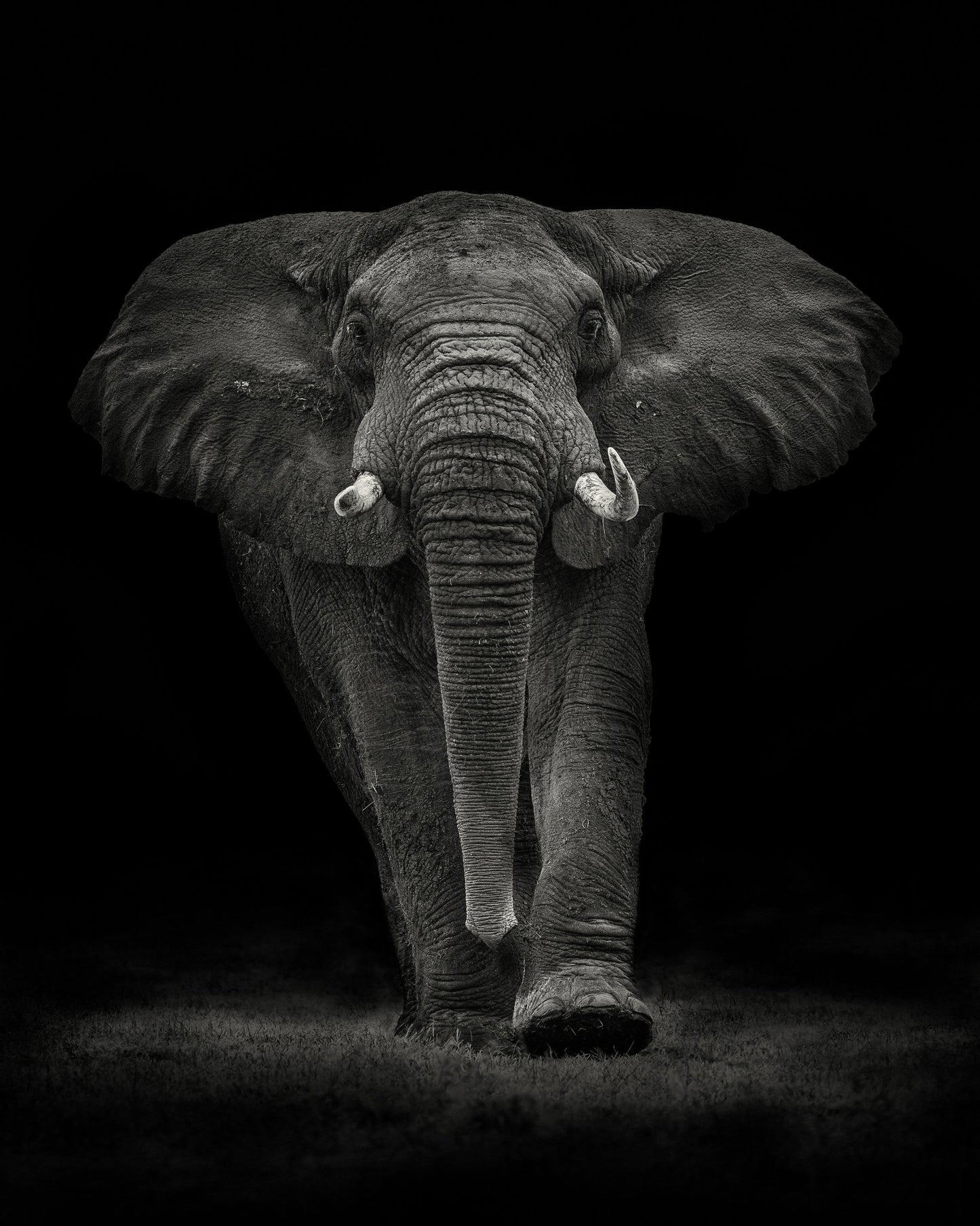 Powerful Elephant