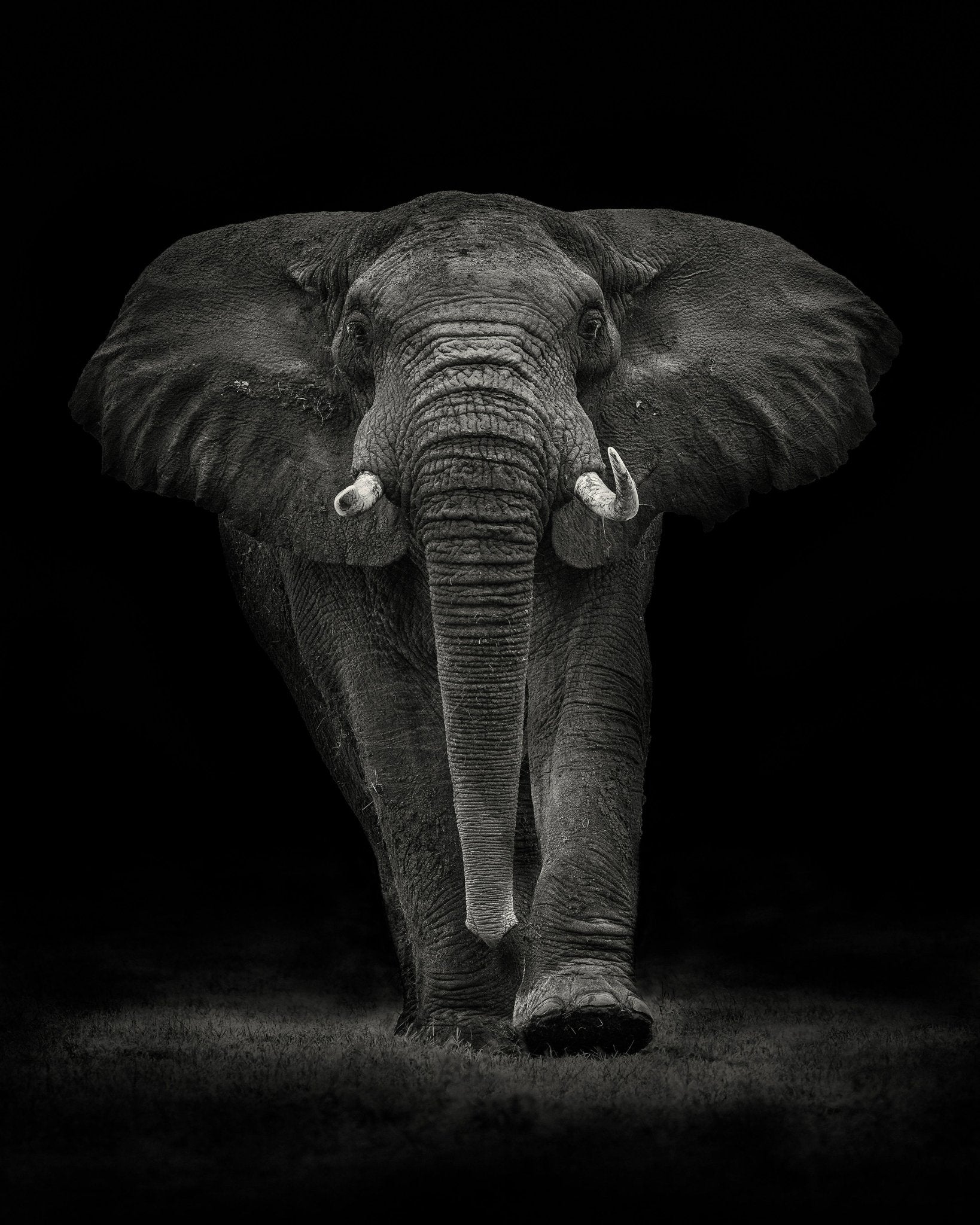 Powerful Elephant