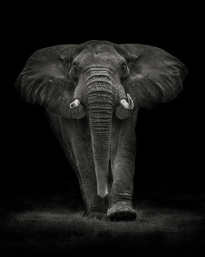 Powerful Elephant