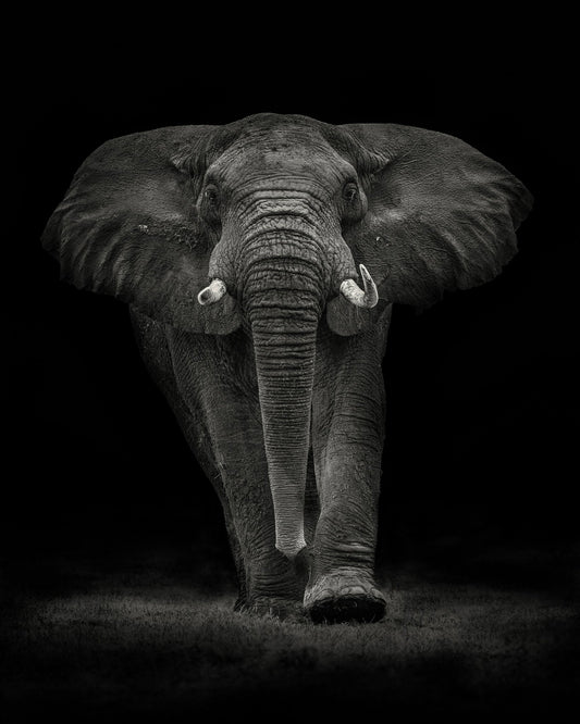 Powerful Elephant