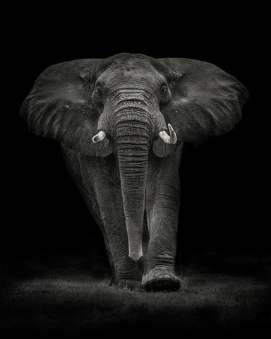 Powerful Elephant