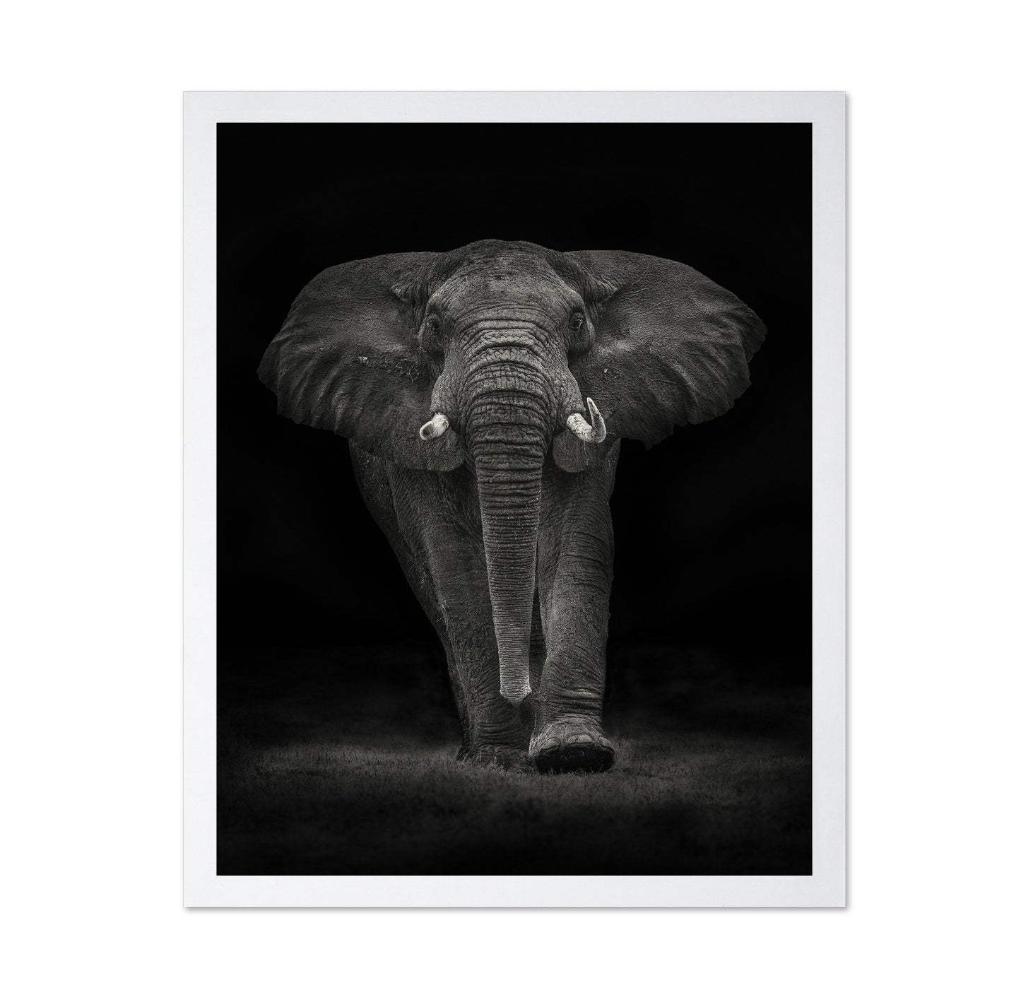 Powerful Elephant