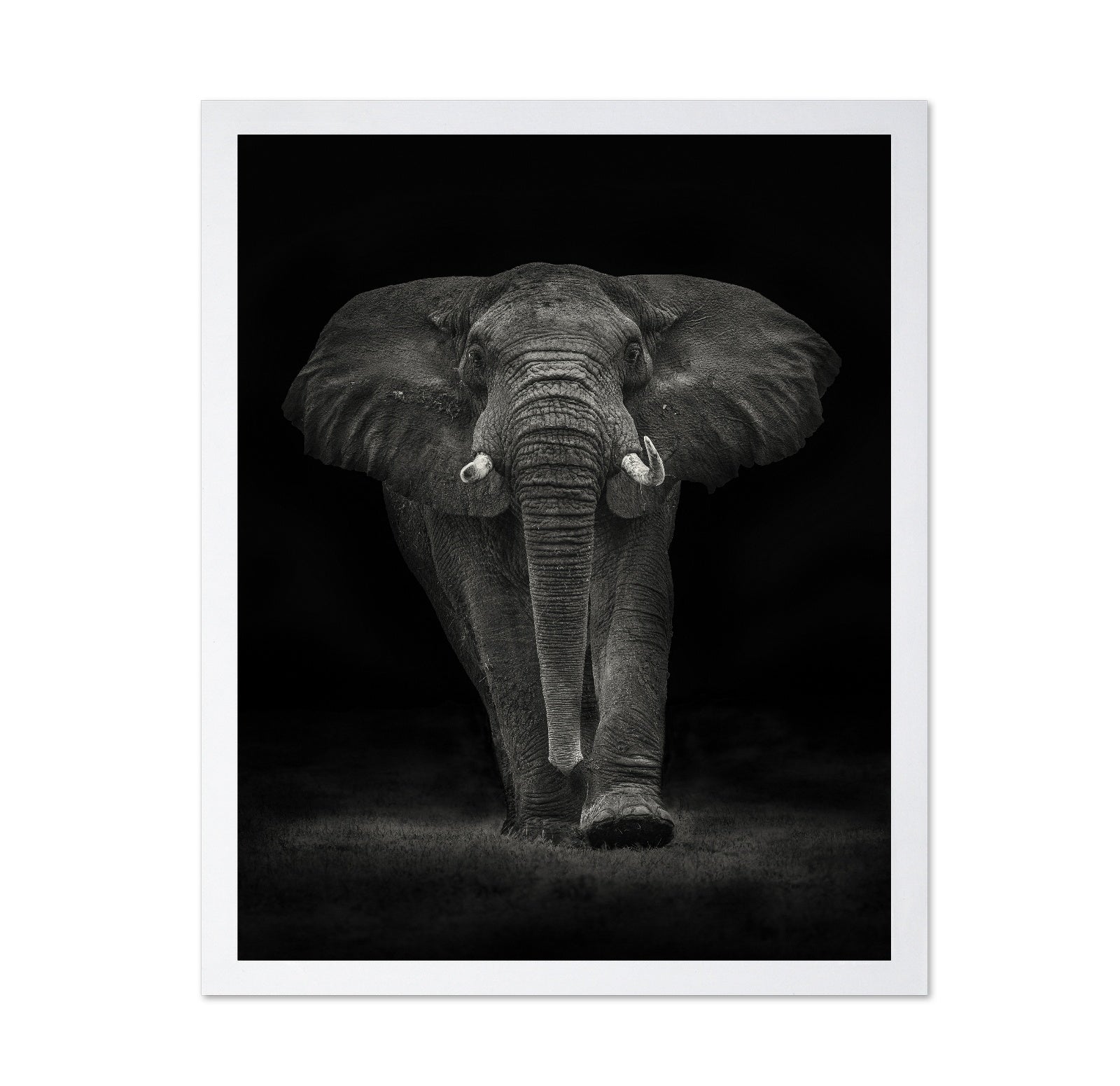 Powerful Elephant