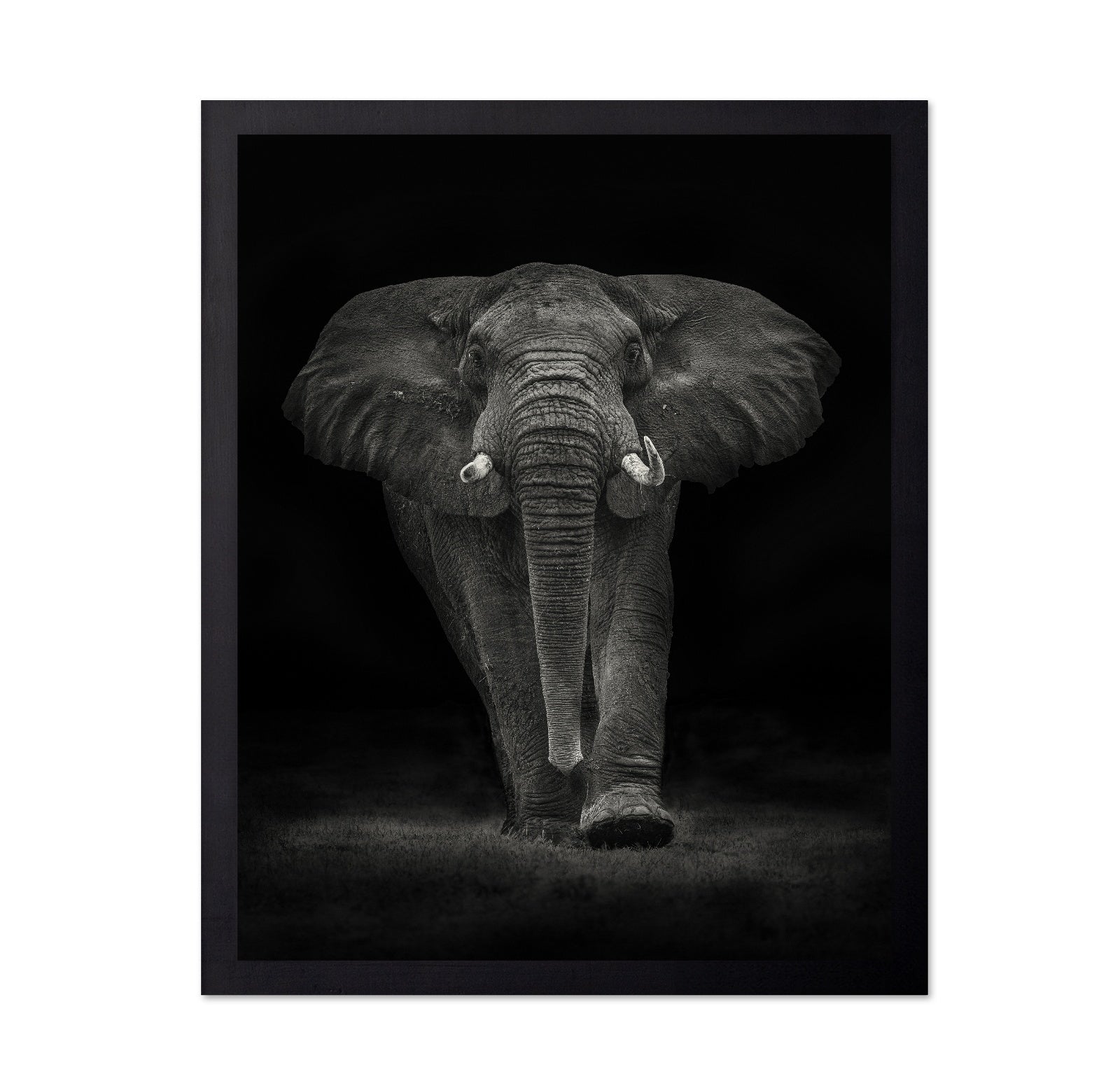 Powerful Elephant