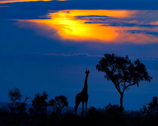 Giraffe Sunset Silhouette