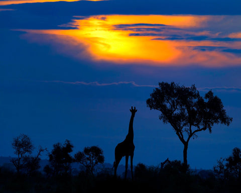 Giraffe Sunset Silhouette