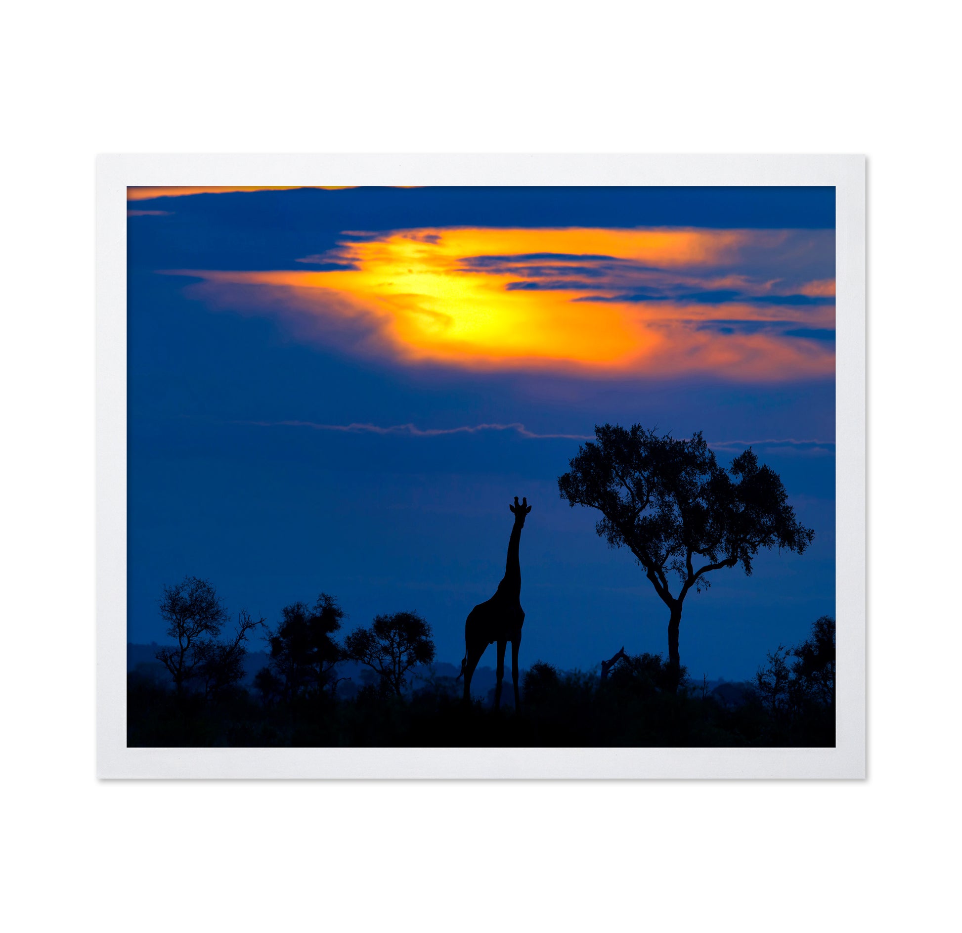 Giraffe Sunset Silhouette