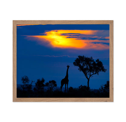 Giraffe Sunset Silhouette