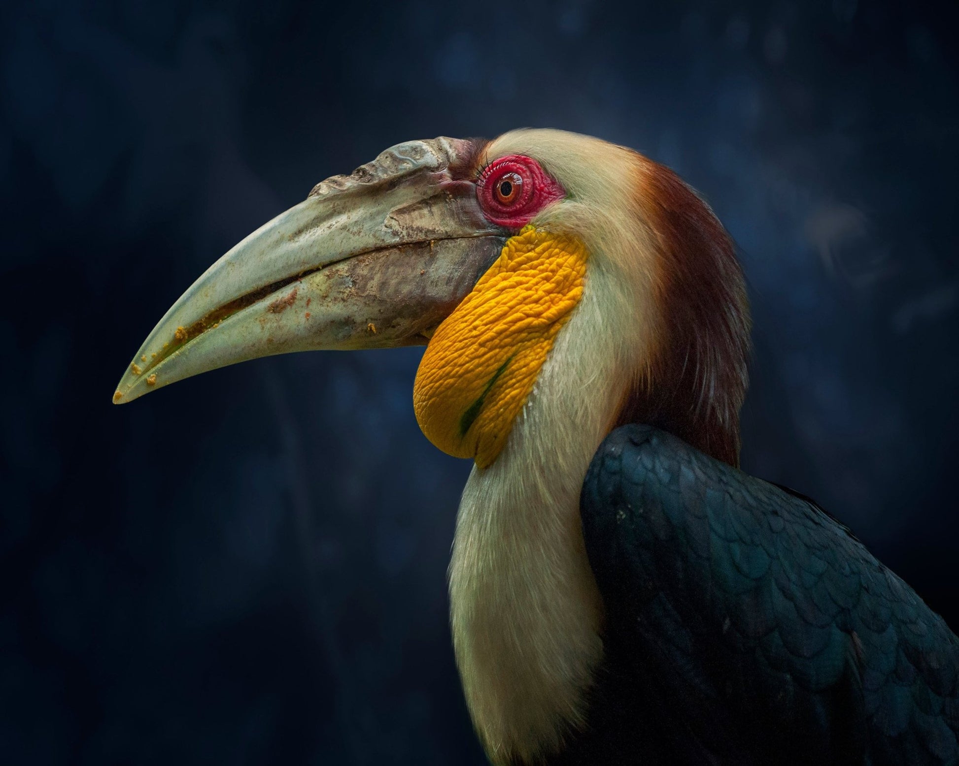 Colorful Hornbill Portrait