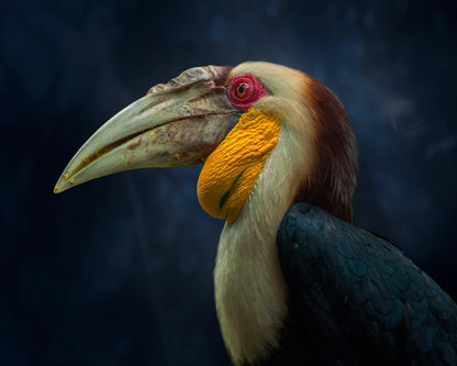 Colorful Hornbill Portrait