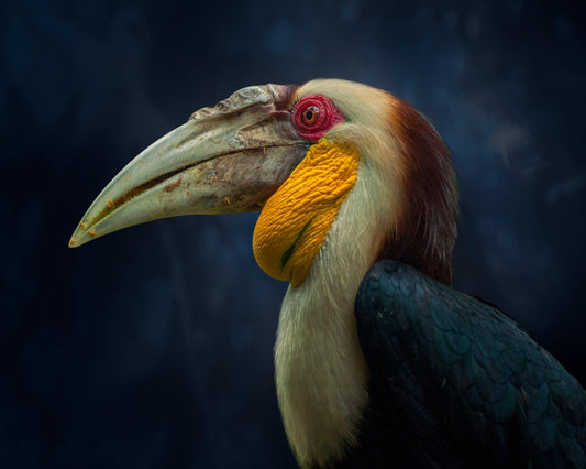 Colorful Hornbill Portrait