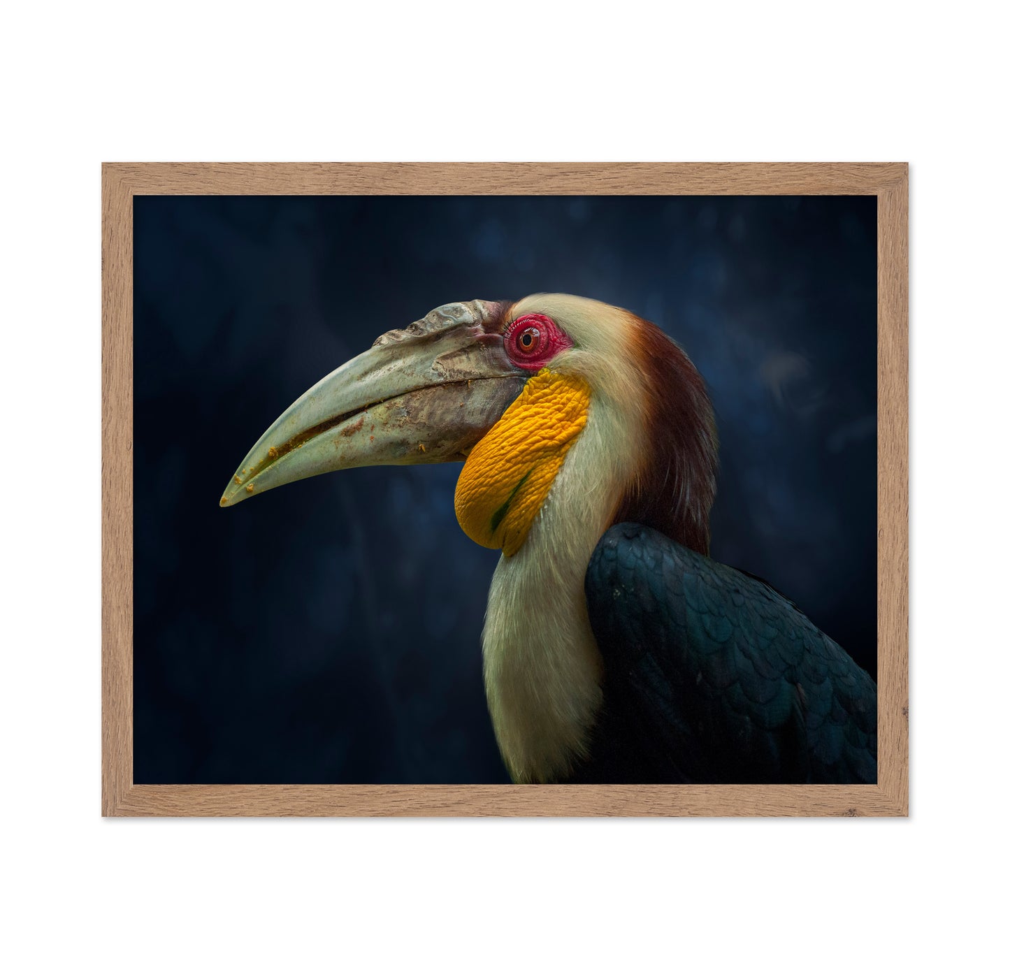Colorful Hornbill Portrait