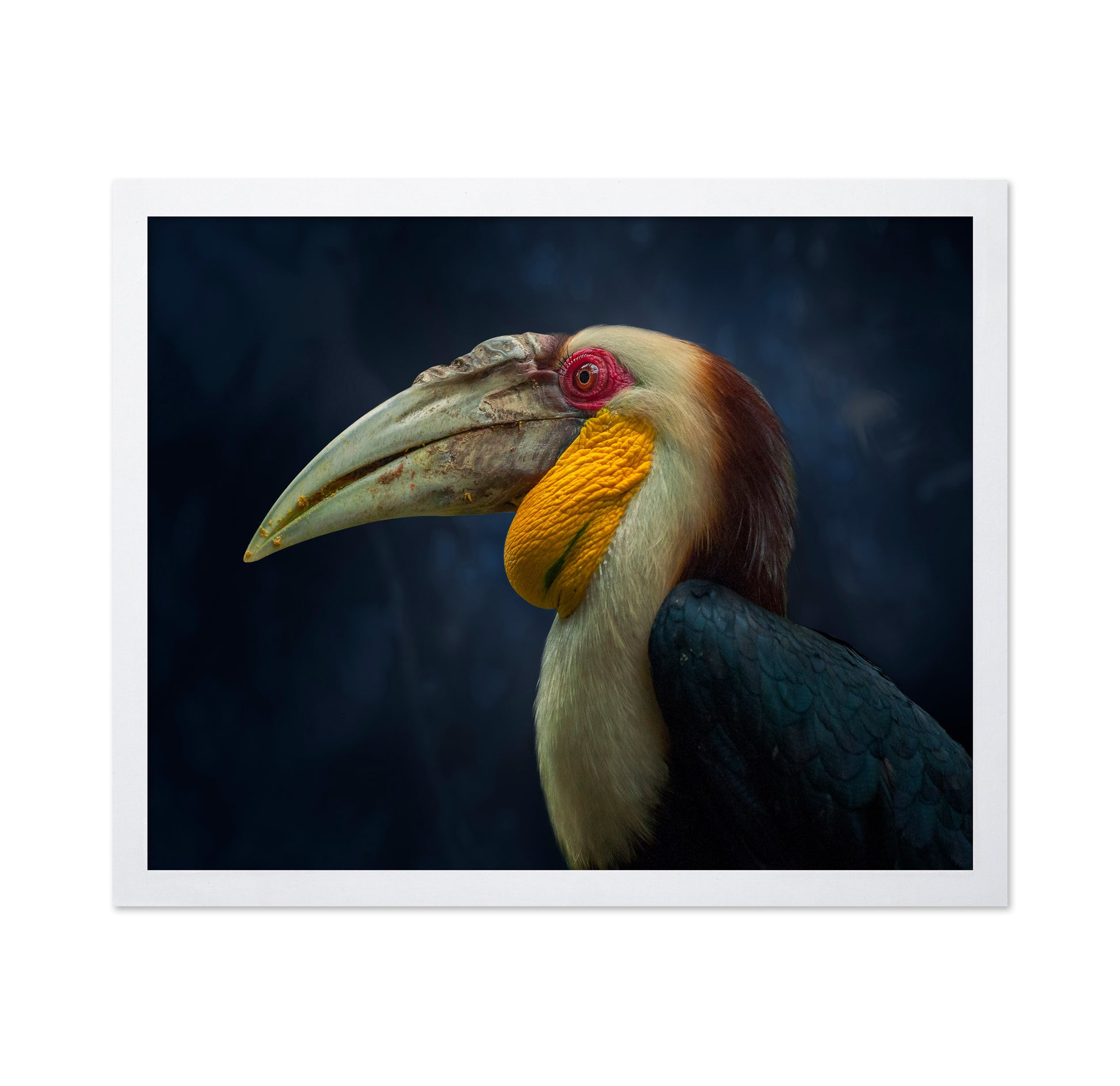 Colorful Hornbill Portrait
