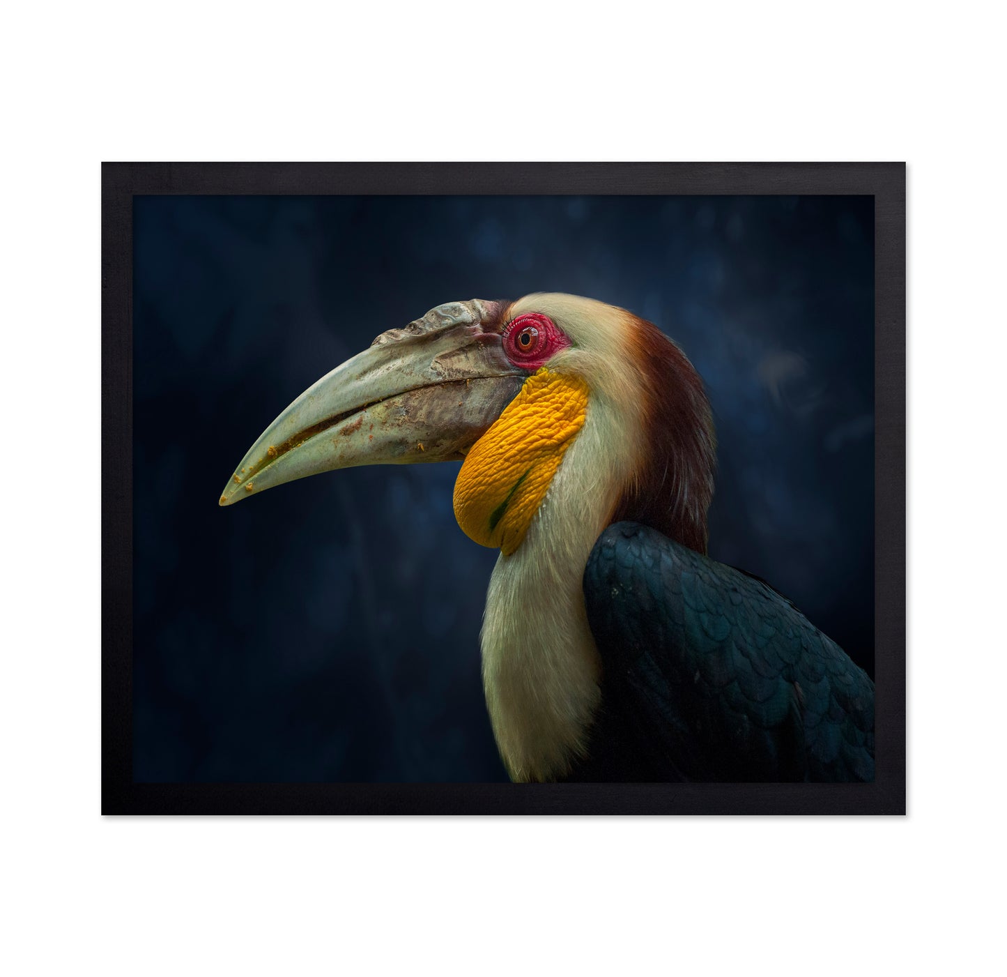 Colorful Hornbill Portrait