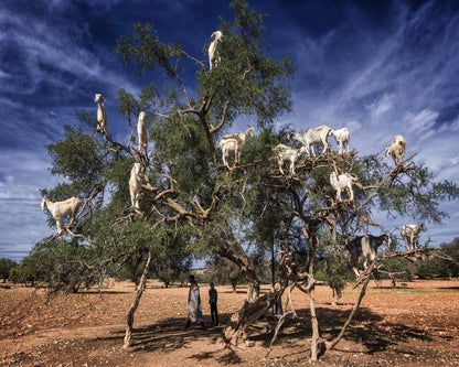 Goats In Tree