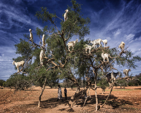 Goats In Tree