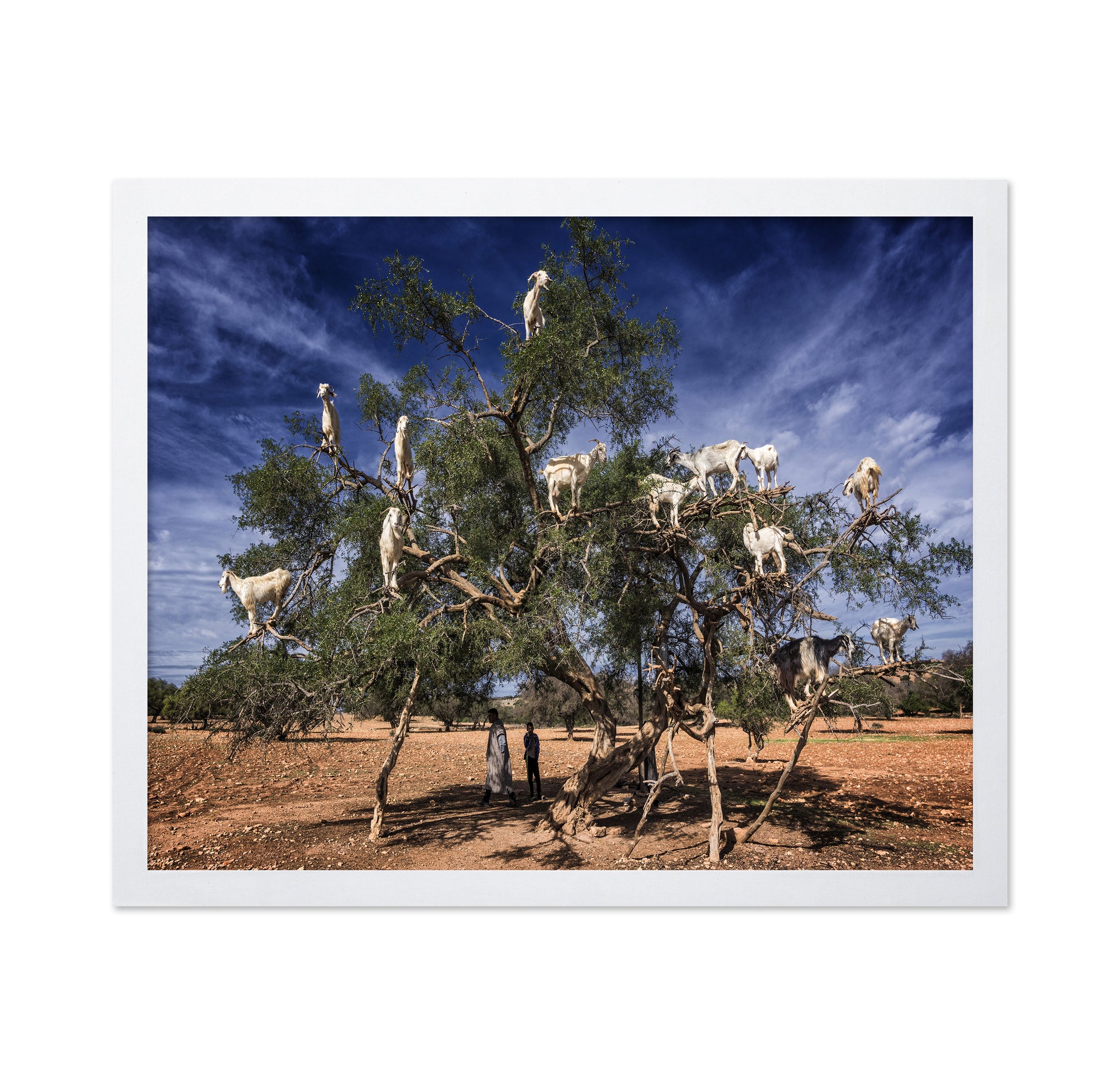 Goats In Tree