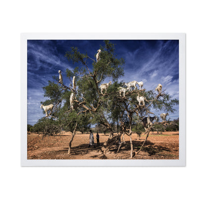 Goats In Tree