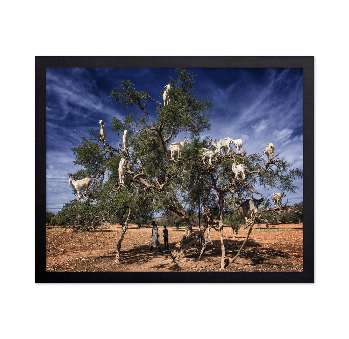 Goats In Tree
