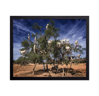 Goats In Tree