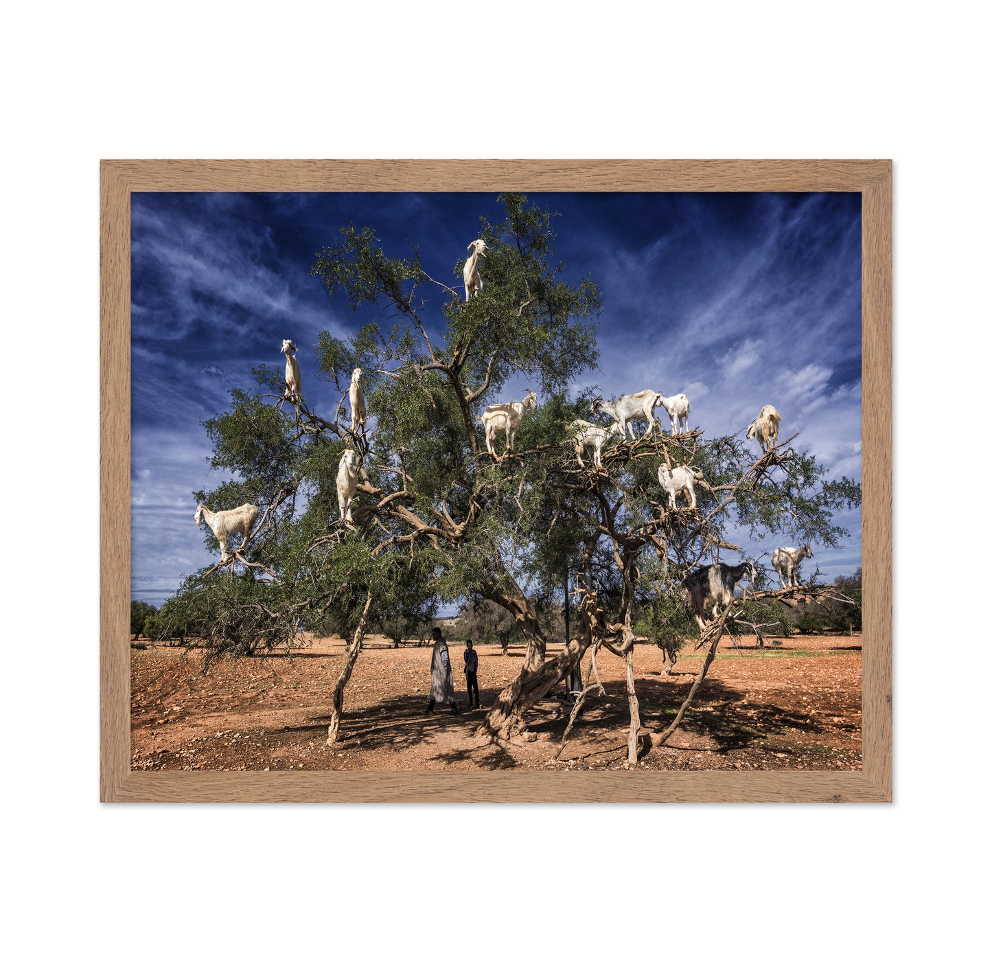 Goats In Tree