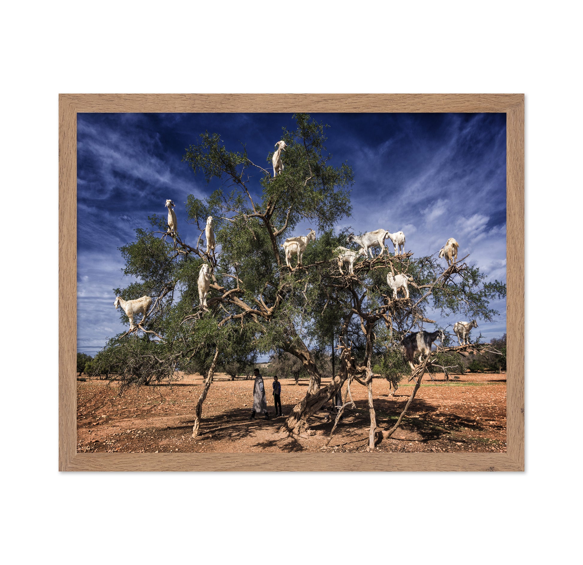 Goats In Tree