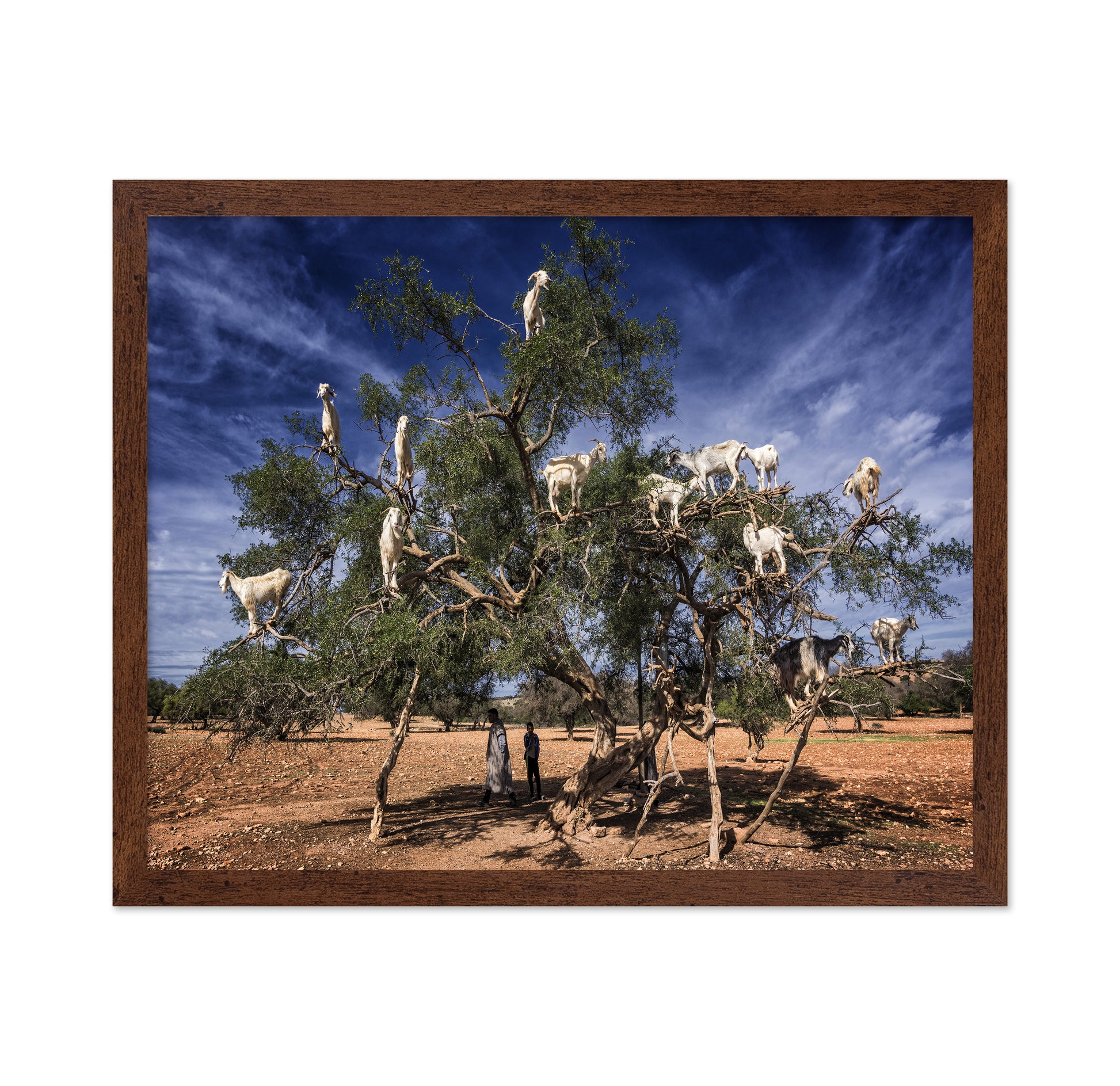 Goats In Tree