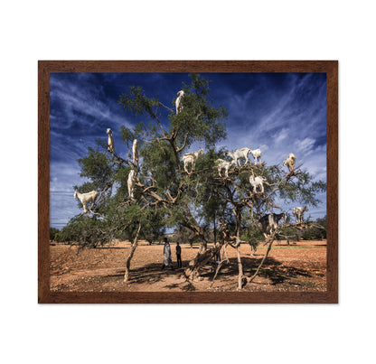 Goats In Tree