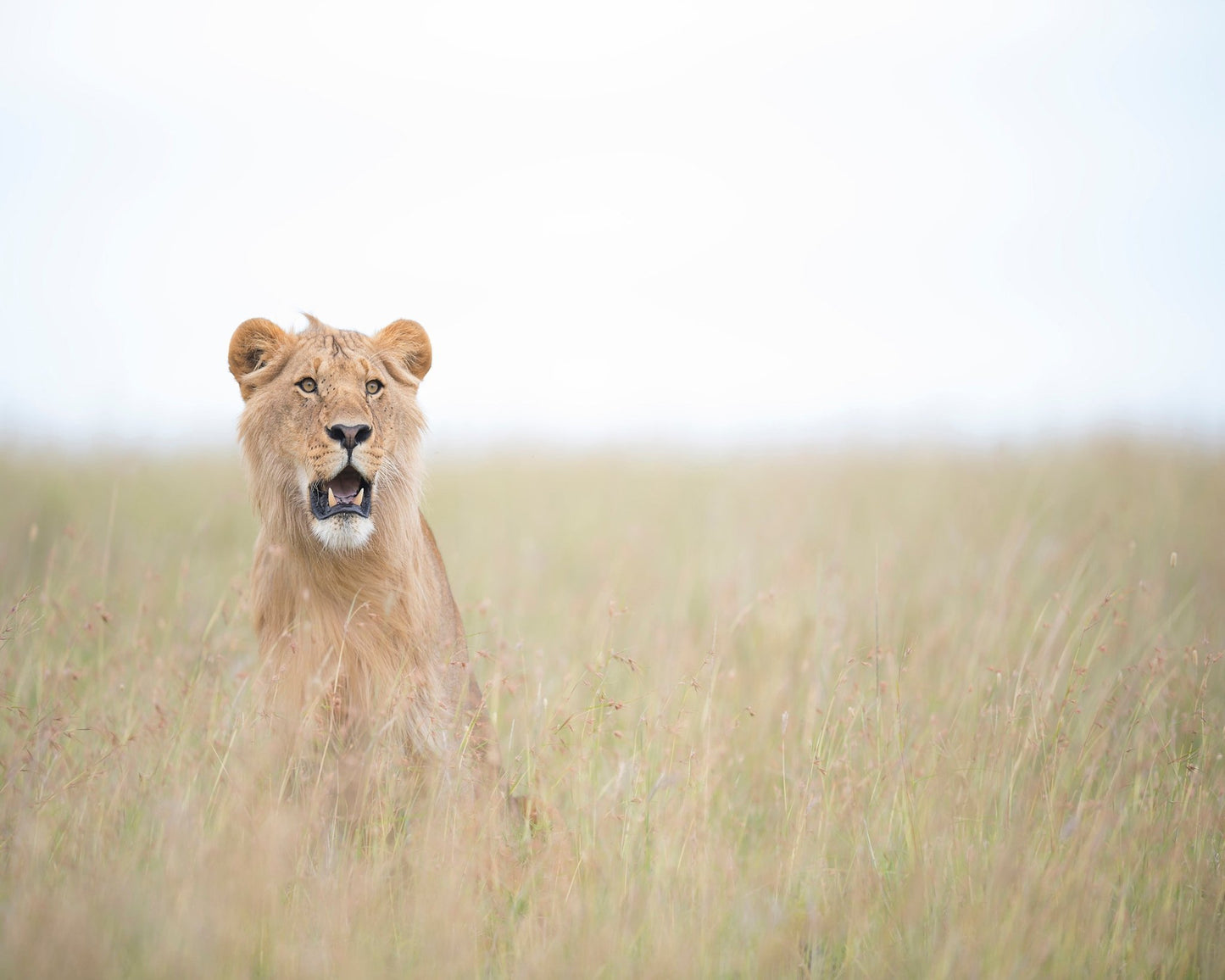 Lone Young Lion