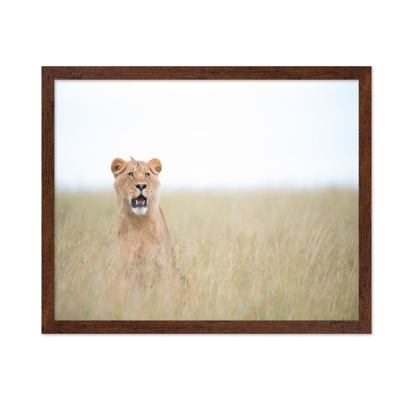 Lone Young Lion