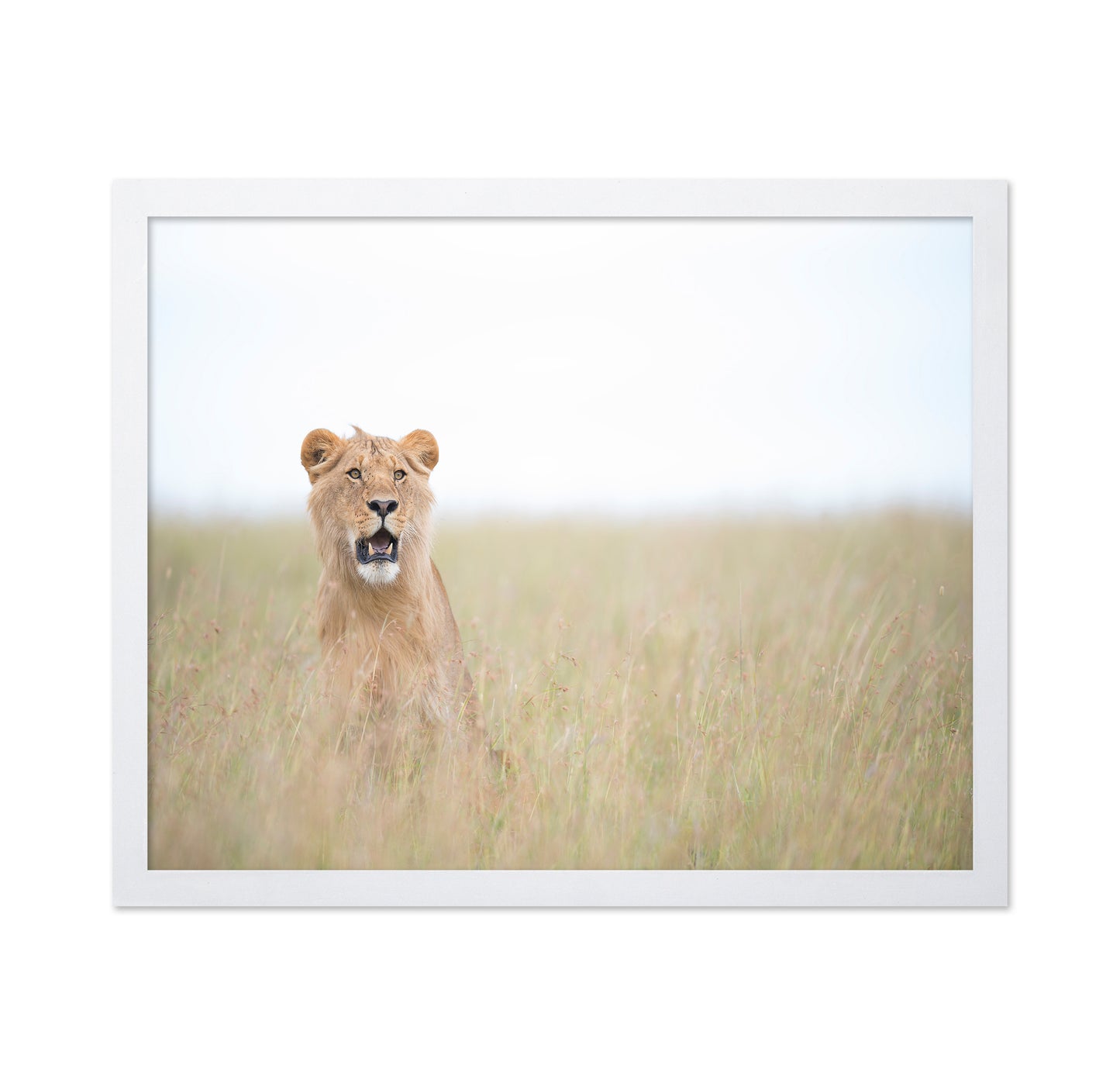 Lone Young Lion