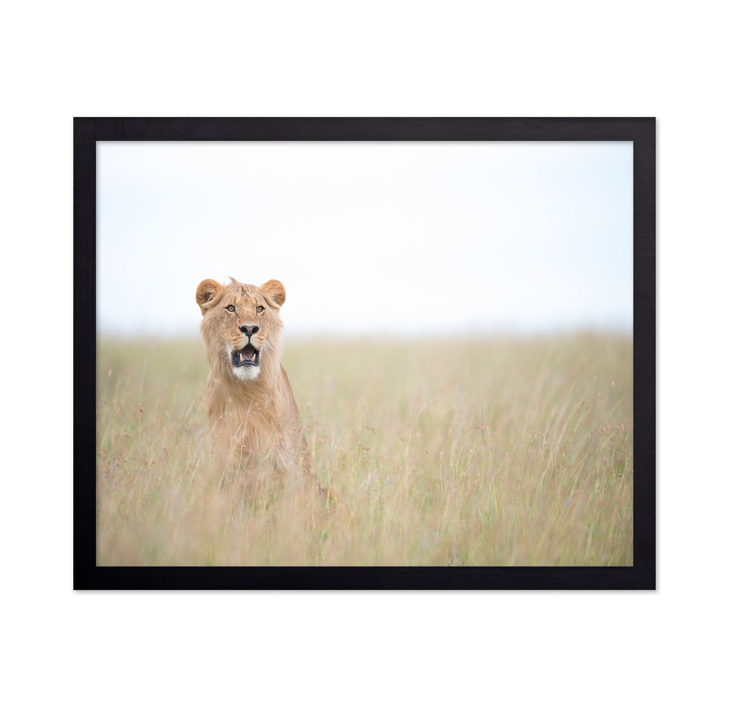 Lone Young Lion