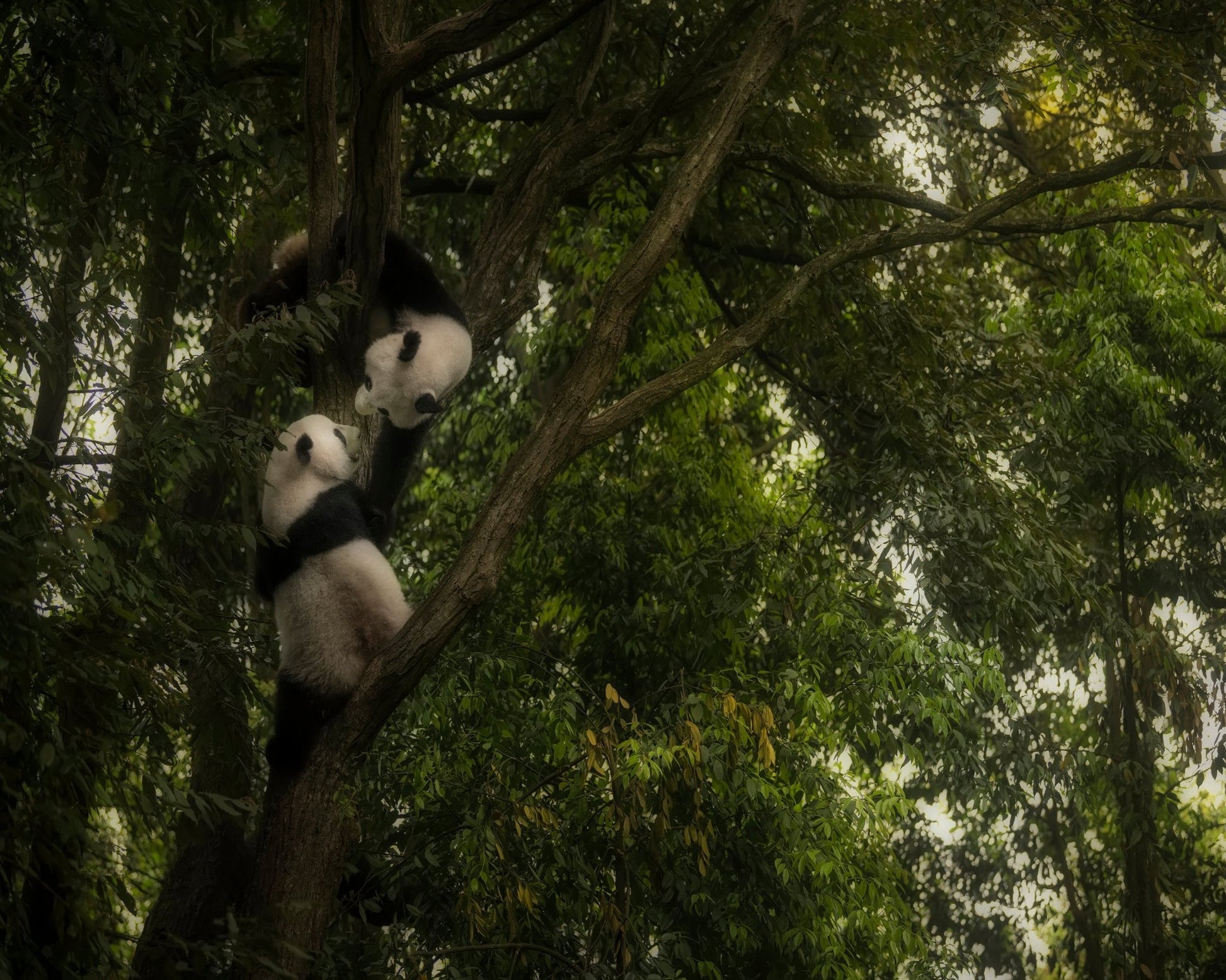 Climbing Pandas