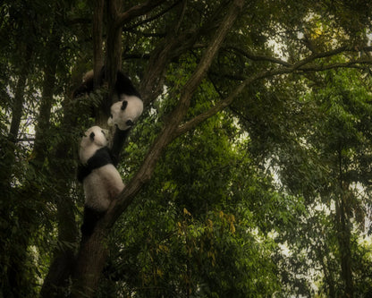 Climbing Pandas