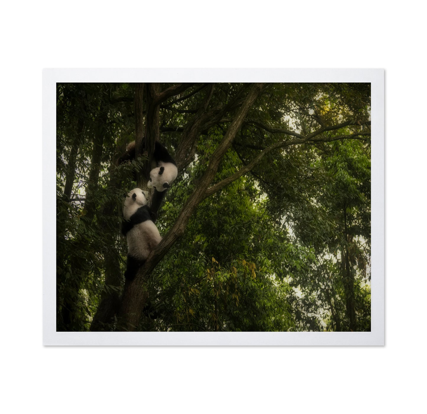 Climbing Pandas
