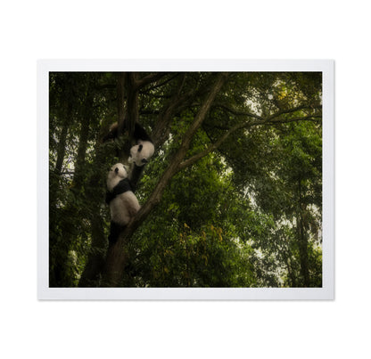 Climbing Pandas