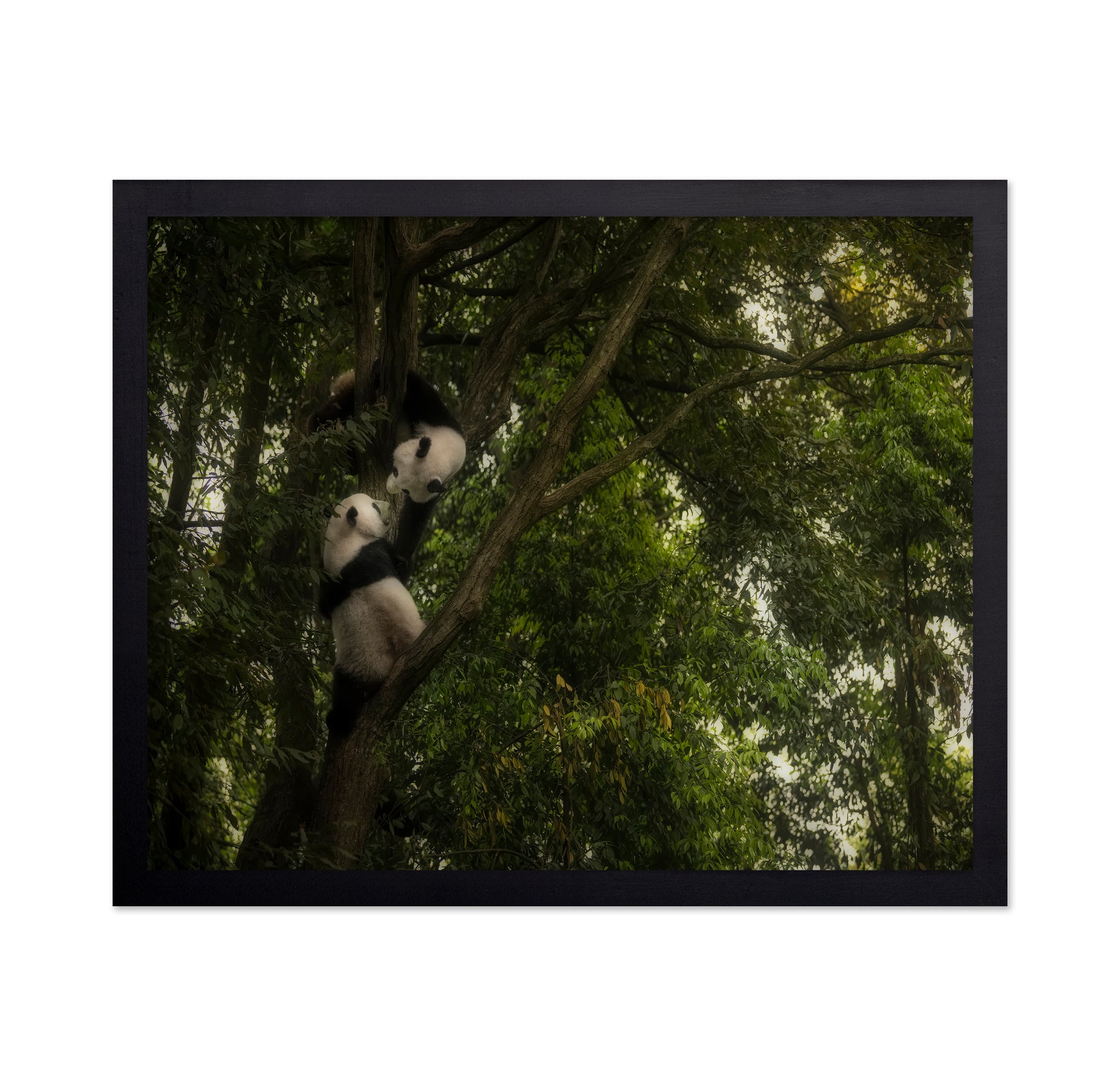 Climbing Pandas