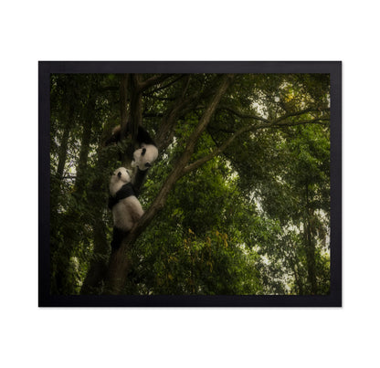 Climbing Pandas