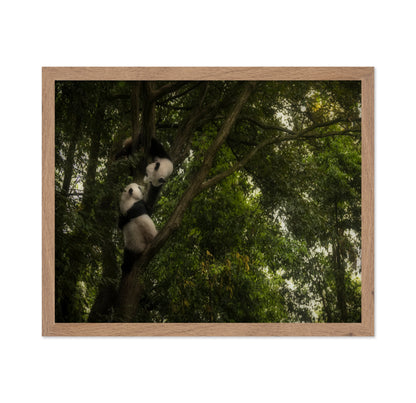 Climbing Pandas