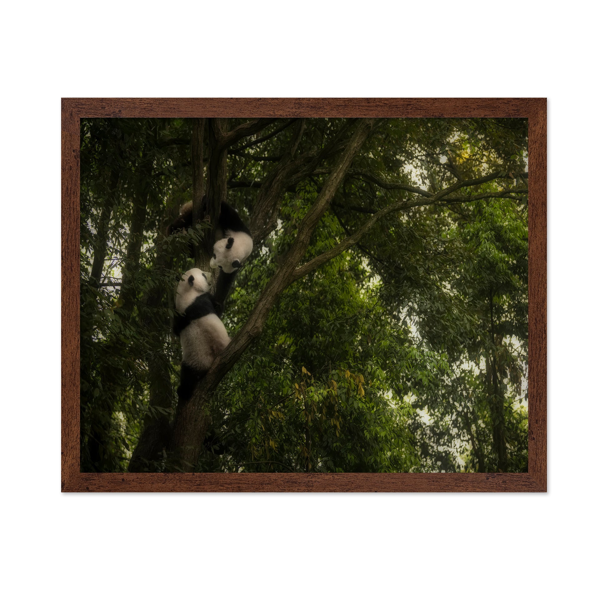 Climbing Pandas
