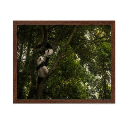 Climbing Pandas