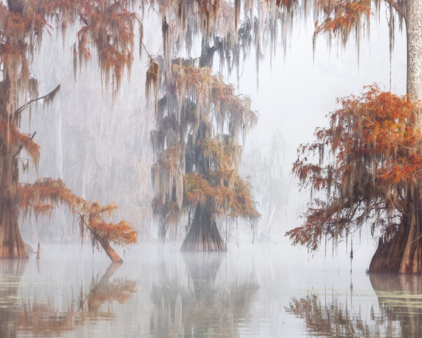 Misty Bayou Trees