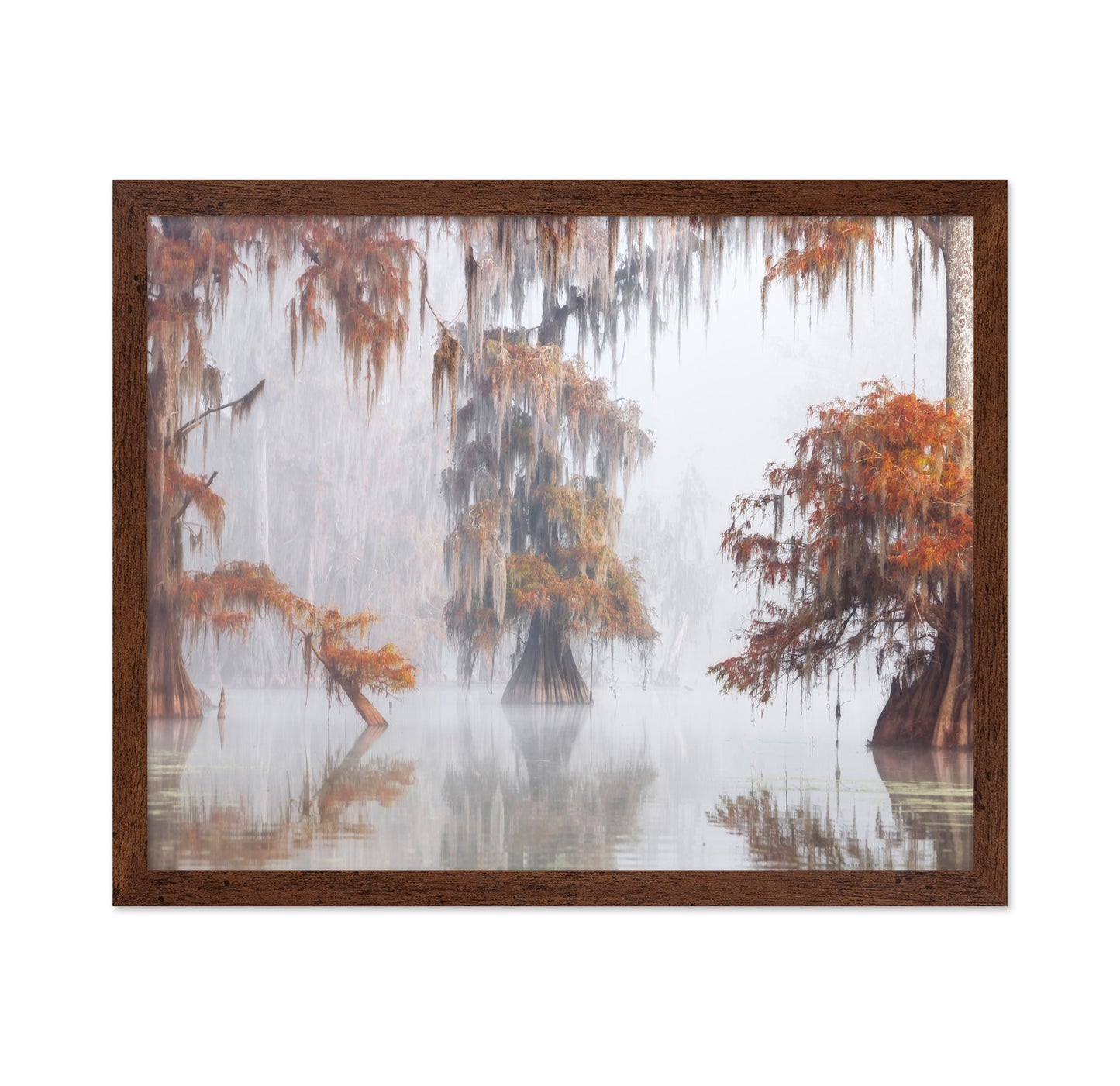 Misty Bayou Trees
