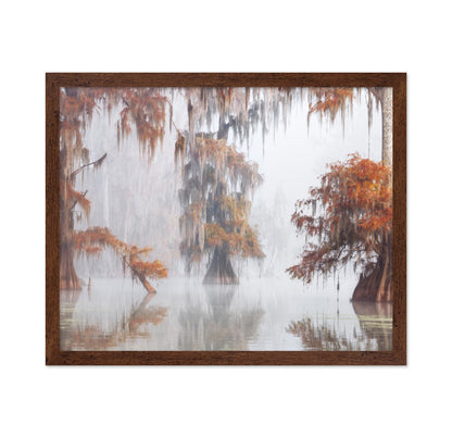 Misty Bayou Trees