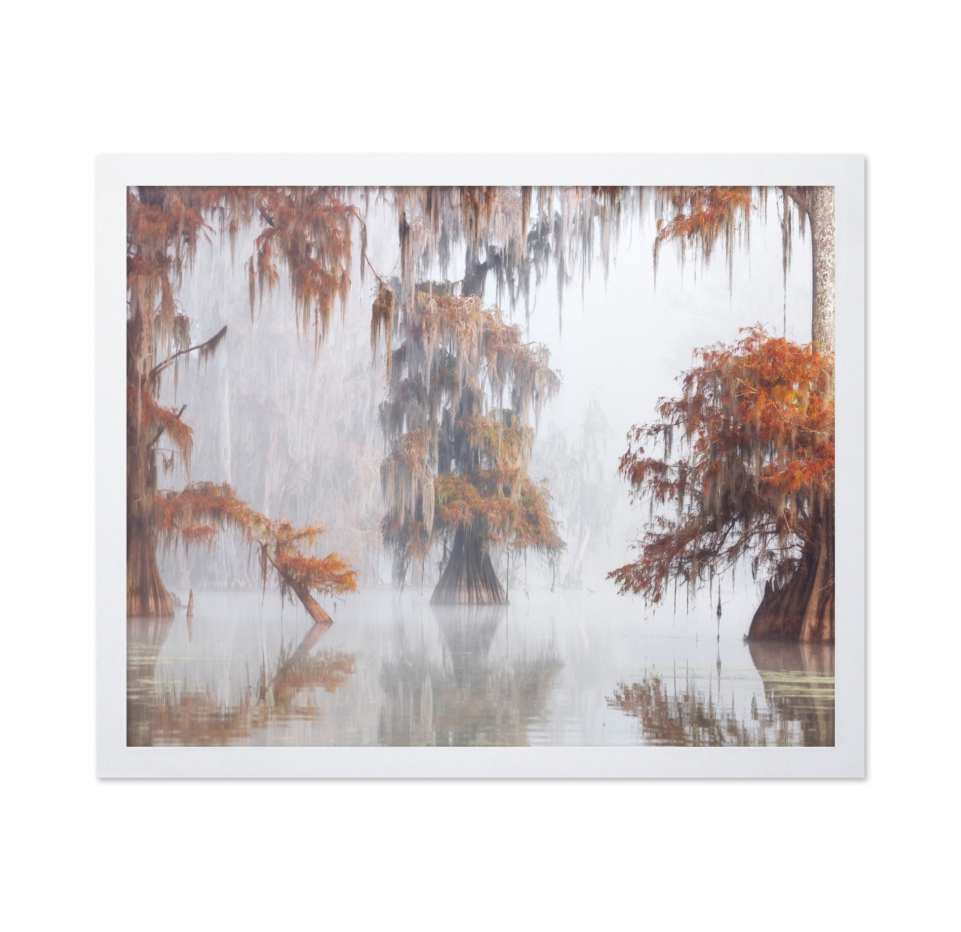 Misty Bayou Trees