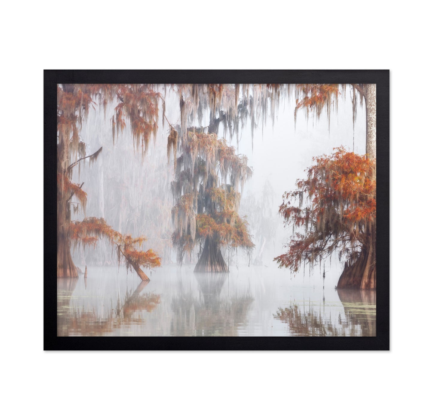 Misty Bayou Trees
