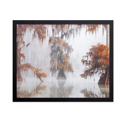 Misty Bayou Trees