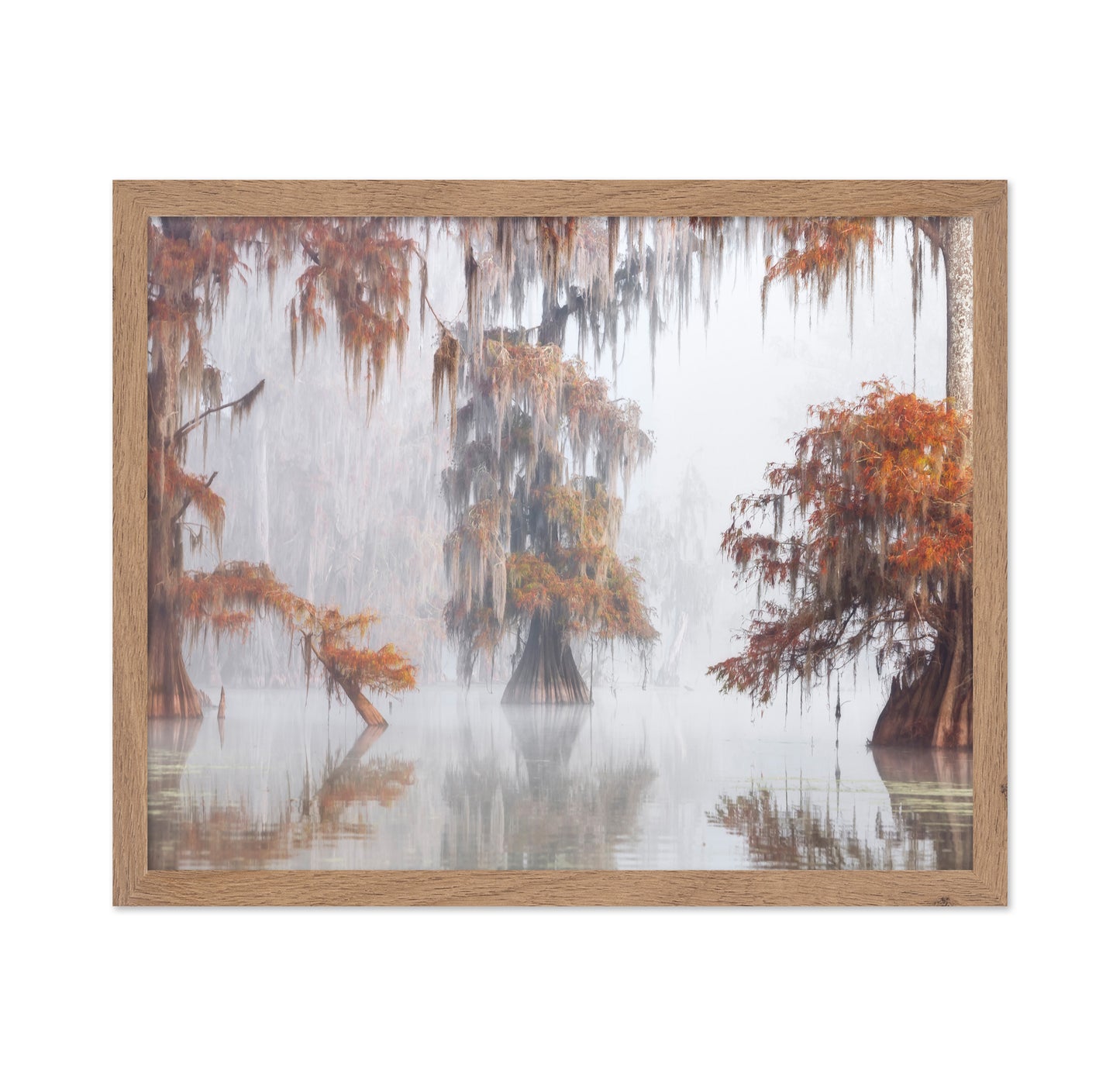 Misty Bayou Trees