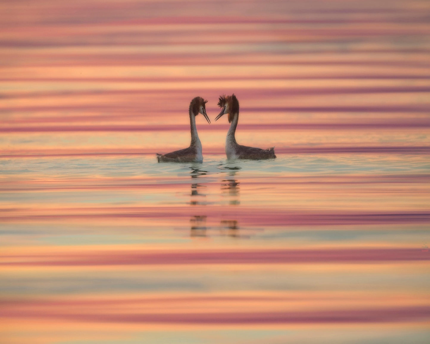 Dancing Water Birds